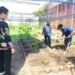Rutan Bengkulu Tingkatkan Penanaman Semangka Non Biji Dukung Program Ketahanan Pangan Nasional 59 Rutan Bengkulu