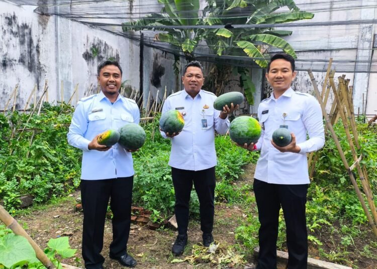 Warga Binaan Rutan Bengkulu Panen Semangka, Karutan Apresiasi Hasil Pembinaan 46 Rutan Bengkulu
