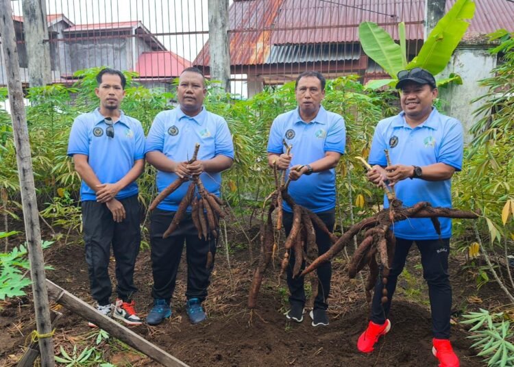 Lapas Ternate Panen 100 Kg Singkong, Dukung Program Akselerasi Menimipas Bidang Ketahanan Pangan 46 Lapas Ternate