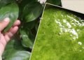 foto cincau hijau