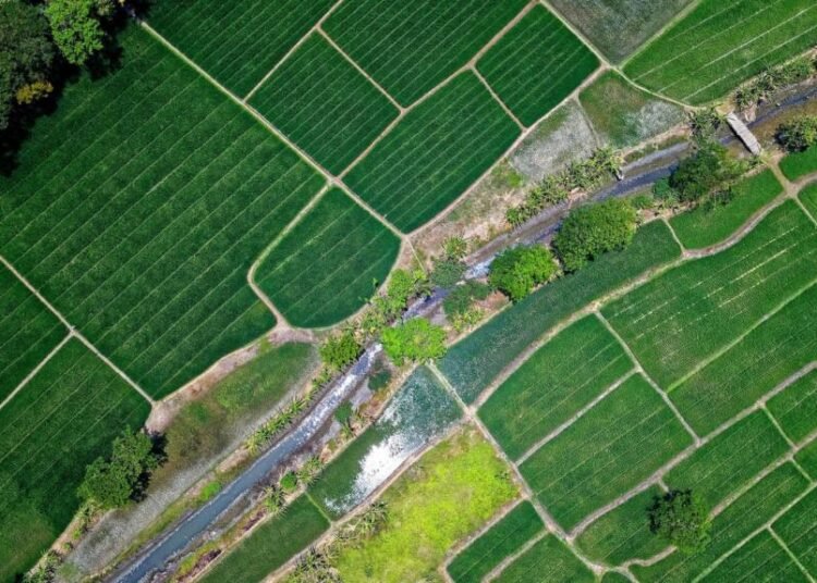 Ironi Negeri Agraris: Produksi Melimpah, Tapi Kenapa Masih Impor Beras? 46 ironi. impor beras
