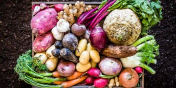 Top view of a large group of multicolored fresh organic roots, legumes and tubers shot on a rustic wooden crate surrounded by soil. The composition includes potatoes, Spanish onions, ginger, purple carrots, yucca, beetroot, garlic, peanuts, red potatoes, sweet potatoes, golden onions, turnips, parsnips, celeriac, fennels and radish. Low key DSLR photo taken with Canon EOS 6D Mark II and Canon EF 24-105 mm f/4L