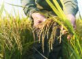 Agroindustri