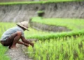 Agroindustri
