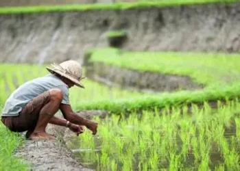 Agroindustri