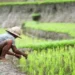 Agroindustri