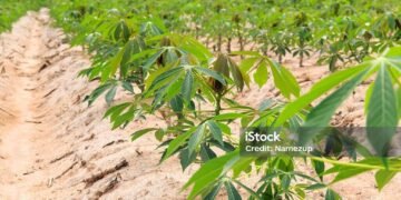 Rows of cassava farm  in Chonburi Thailand