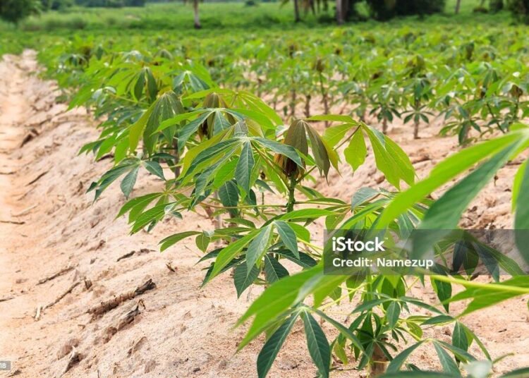 Rows of cassava farm  in Chonburi Thailand