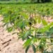 Rows of cassava farm  in Chonburi Thailand