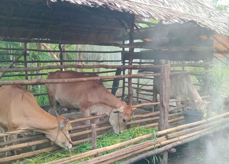 Peternakan Sapi di Desa Belanti Miliki Potensi Tinggi, Namun Masih Hadapi Kendala Pengembangan