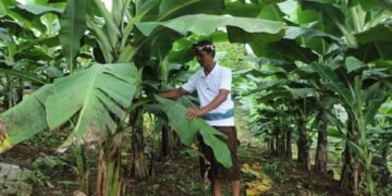 Perjalanan Reforma Agraria di Asahduren, Sertipikat Tanah Ulayat Buka Akses Ekonomi Masyarakat