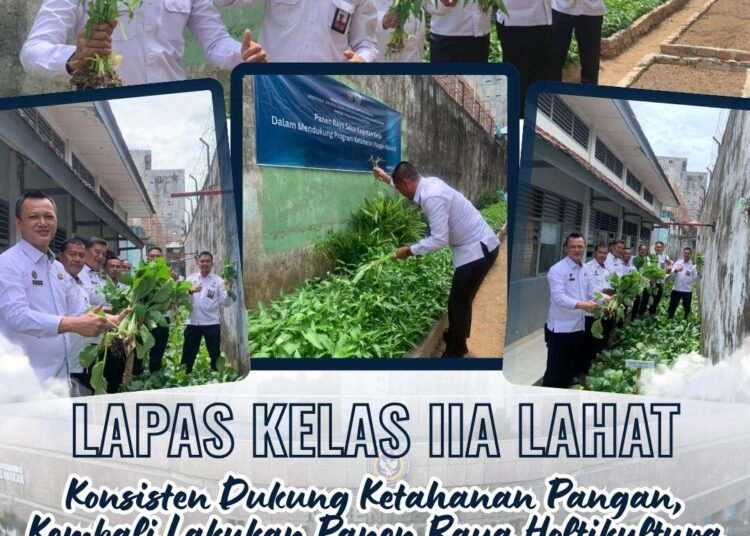lapas lahat panen raya sayur