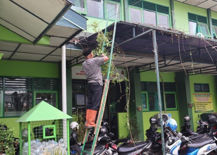 Tingkatkan Keindahan Madrasah, MTsN 6 Bantul Adakan Penataan Ulang Tanaman Merambat 46 MTsN 6 Bantul