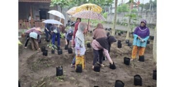 “Peserta Sekolah Lansia Kalimas Ayu mempraktikan cara menanam tanaman empon-empon seperti jahe dan kunyit dalam kegiatan edukasi herbal yang digelar mahasiswa Pendidikan Nonformal UNY.”
