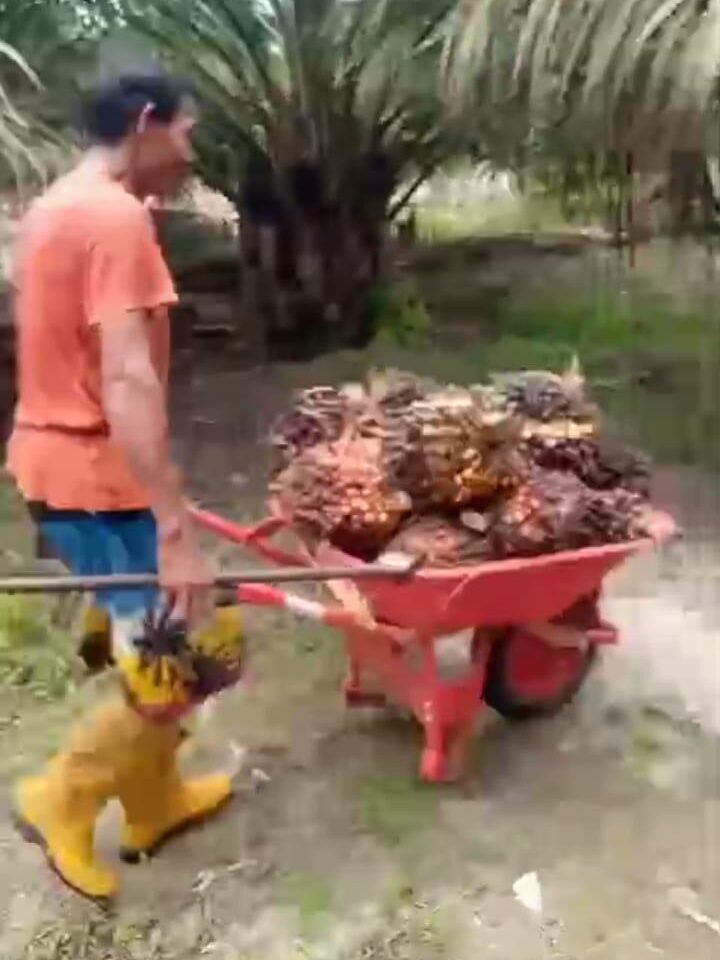 IMG 20251103 WA0018 e1762173124860