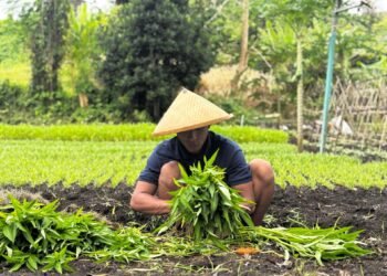 Lapas Bandanaira Panen Kangkung Hasil Program Pembinaan 51 Lapas Bandanaira
