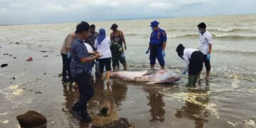 Babinsa Koramil 0111/Pagelaran Bantu Evakuasi Paus Kogia di Pesisir Pantai Karoeng Pandeglang 36 IMG 20251112 WA0025