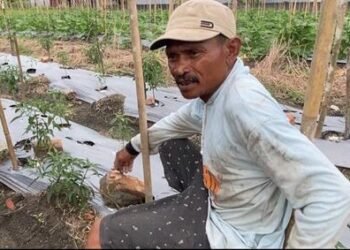 Petani Cabai Timbangan Ogan Ilir Butuh Pelatihan Modern untuk Atasi Hama dan Tingkatkan Produksi 46 Cabai