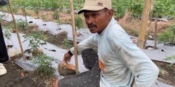 Cabai