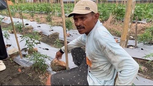Petani Cabai Timbangan Ogan Ilir Butuh Pelatihan Modern untuk Atasi Hama dan Tingkatkan Produksi 46 Cabai