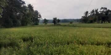 Musim Hujan Ganggu Pertanian Panongan, Petani Mulai Gunakan Oven untuk Pengeringan Gabah