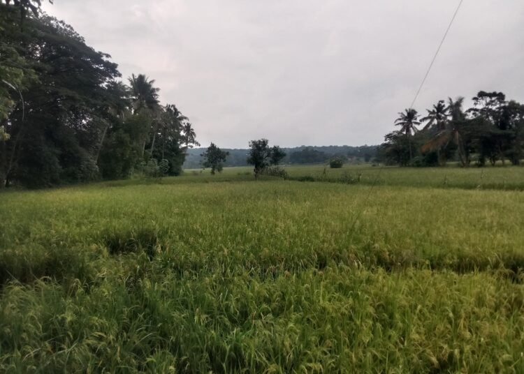 Musim Hujan Ganggu Pertanian Panongan, Petani Mulai Gunakan Oven untuk Pengeringan Gabah 46 Musim Hujan Ganggu Pertanian Panongan, Petani Mulai Gunakan Oven untuk Pengeringan Gabah