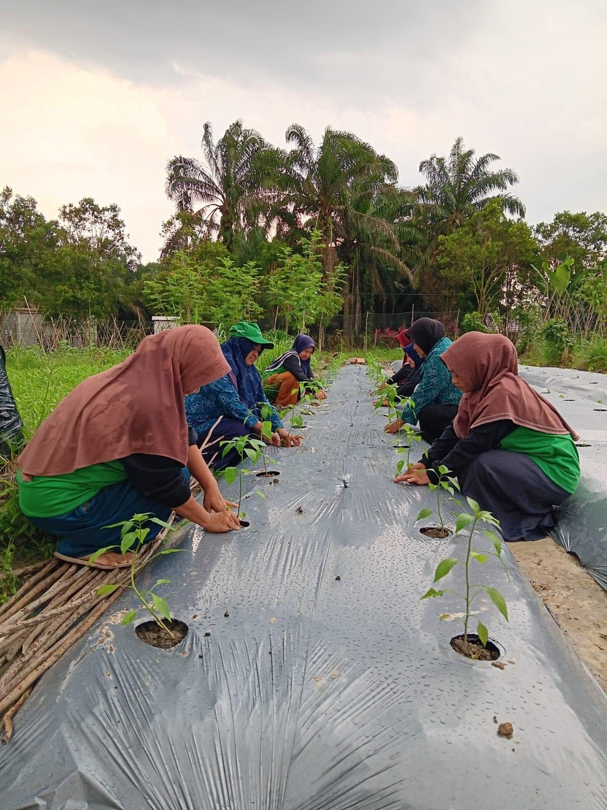 KWT Desa Bumi Kencana Tingkatkan Pemberdayaan Perempuan Lewat Pertanian Terstruktur 47 IMG 20251126 WA0064