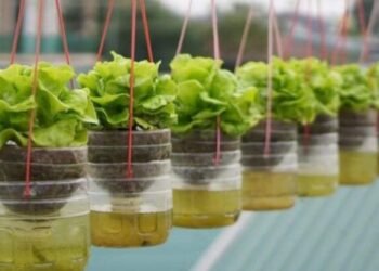 Hidroponik Sistem Sumbu: Tawarkan Cara Praktis Berkebun di Rumah untuk Mendukung Kemandirian Pangan 51 Tanaman Hidroponik sistem sumbu
Sumber gambar: Pinterest/ Saskia Fiolet