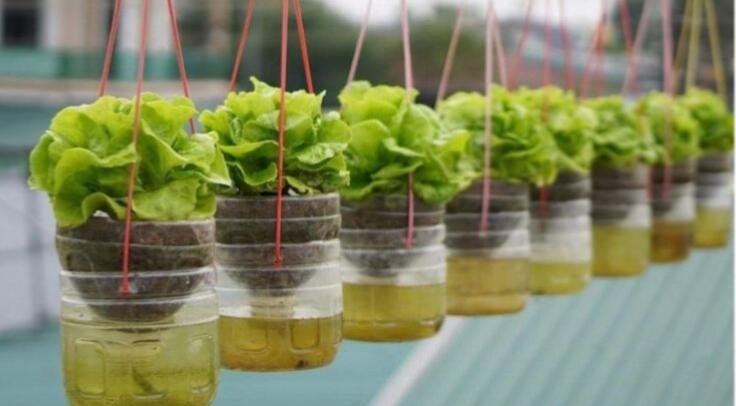 Tanaman Hidroponik sistem sumbu
Sumber gambar: Pinterest/ Saskia Fiolet