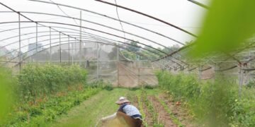 Budidaya Pertanian di Taca Farm