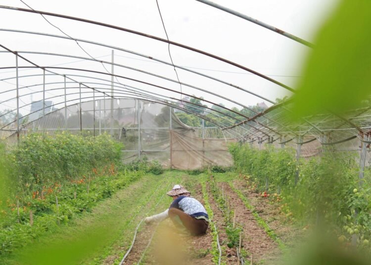 Budidaya Pertanian di Taca Farm