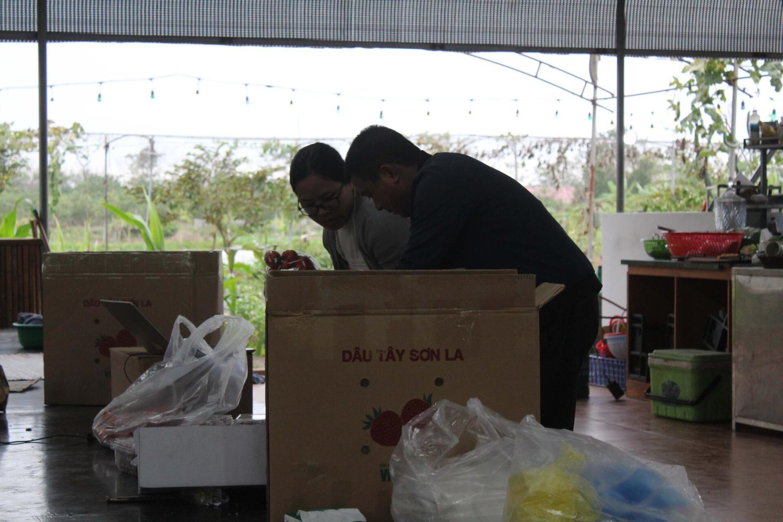 Proses pengemasan hasil perkebunan strawberry untuk di distribusikan.