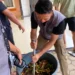 Inovasi Pupuk Organik Cair (POC) dari Urine Kambing dan Kulit Pisang pada Kegiatan KKN di Desa Pasang Lela 57 SaveClip.App 539393025 17853414918521567 3409157869864371552 n 1080.jpg