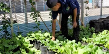Lapas Bengkulu, Pembinaan Kemandirian, Bengkel Kerja Lapas, Tanaman Pakcoy, Media Polibag, Kegiatan Warga Binaan, Julianto Budhi Prasetyono, Program Pertanian Lapas, WBP Produktif, Pertanian Urban