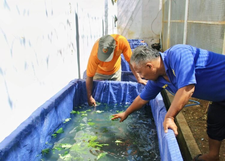 Lapas Bengkulu, Pembinaan Kemandirian, Budidaya Ikan, Warga Binaan, Kegiatan Kerja, Bengkel Kerja Lapas, Ikan Lele, Ikan Nila, Kemenkumham Bengkulu, Produktivitas Lapas