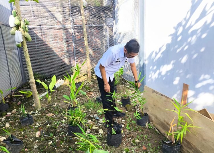 Klinik Pratama Rutan Bengkulu Dorong Kemandirian WBP Lewat Budidaya TOGA 46 Rutan Bengkulu