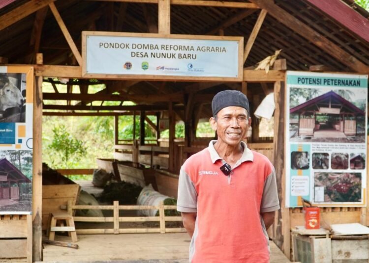 reforma agraria Usaha Ternak Domba