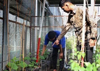 Pemanfaatan Lahan Sempit, WBP Lapas Bengkulu Tanam Timun dan Kacang Panjang 56 Lapas Bengkulu, Pembinaan Kemandirian, Urban Farming Lapas, WBP Berkarya, Timun, Kacang Panjang, Giatja Lapas, Kegiatan Kerja Lapas, Pertanian Lapas, Program Pembinaan