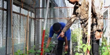 Lapas Bengkulu, Pembinaan Kemandirian, Urban Farming Lapas, WBP Berkarya, Timun, Kacang Panjang, Giatja Lapas, Kegiatan Kerja Lapas, Pertanian Lapas, Program Pembinaan