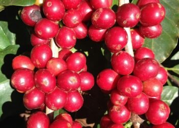 Potensi Pigmen Antosianin pada Kulit Kopi (Cascara) sebagai Minuman Fungsional Bernilai Ekonomi Tinggi 55 Camano Iland Coffea