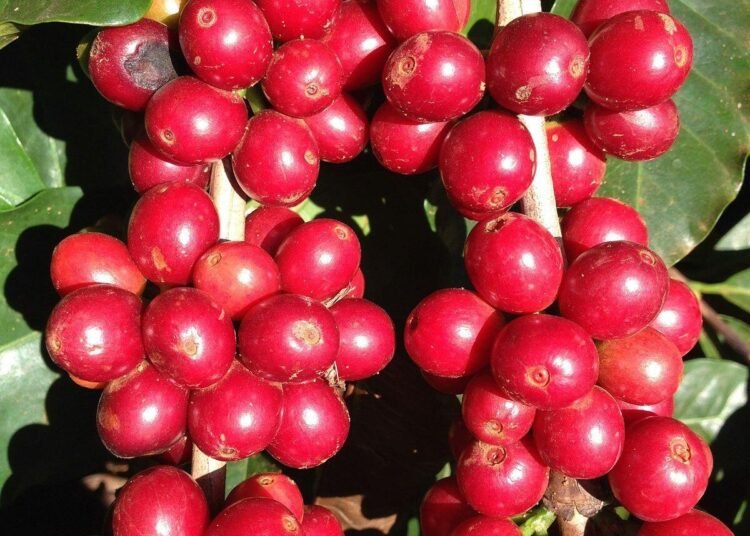Potensi Pigmen Antosianin pada Kulit Kopi (Cascara) sebagai Minuman Fungsional Bernilai Ekonomi Tinggi 46 Camano Iland Coffea