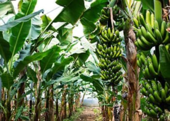 Capai Kemandirian Ekonomi Melalui Budidaya Pisang Cavendish 51 cavendishh