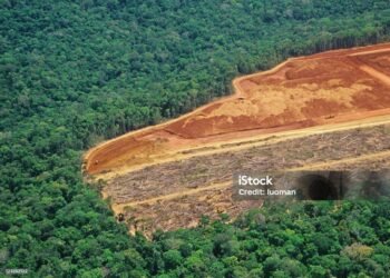 Deforestation in the Amazon - detail of an area