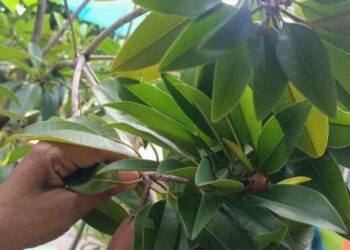 thumbnail buah sawo 6928fe4e34777c4fde6157f2jpg20251128100747