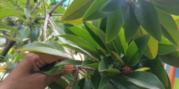 thumbnail buah sawo 6928fe4e34777c4fde6157f2jpg20251128100747
