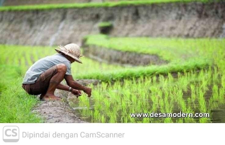 Saat Inovasi Tidak Menyentuh Sawah 46 www.desamodern.com