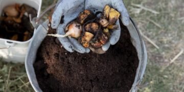 Sumber Ilustrasi: Freepik