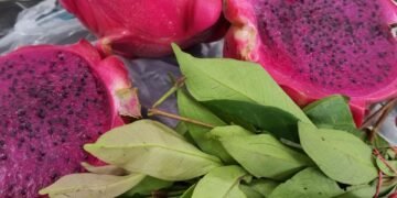 Rahasia Warna Pada Buah Naga dan Manfaatnya Bagi Kesehatan