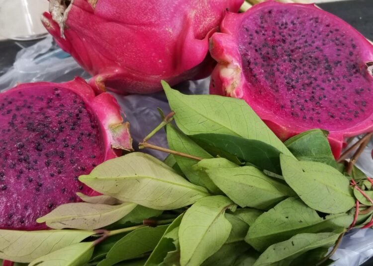 Rahasia Warna Pada Buah Naga dan Manfaatnya Bagi Kesehatan