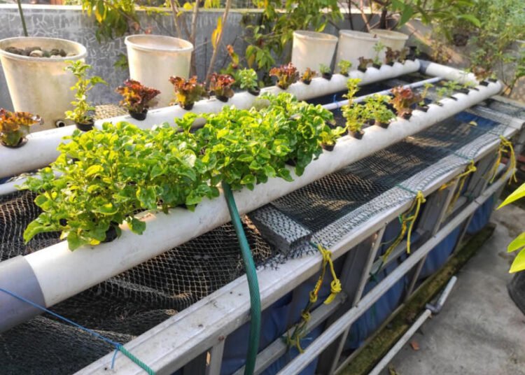 Akuaponik: Bertani Tanpa Tanah, Beternak Tanpa Limbah